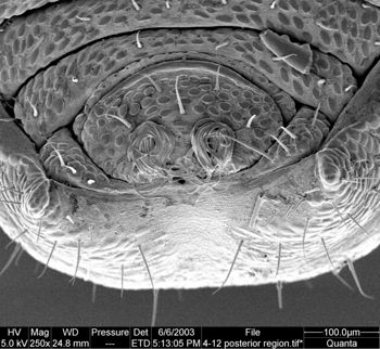 Media type: image;   Invertebrate Zoology 134640